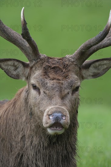 Red deer