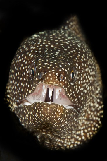 Turkey moray