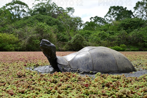 Galapagos giant tortoises