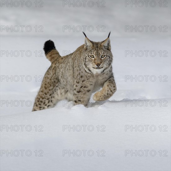 Eurasian lynx