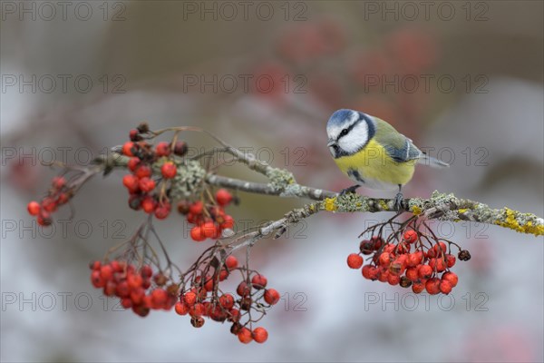 Blue tit