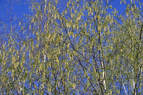 Birch