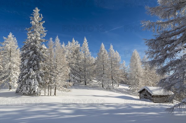 Winter landscape