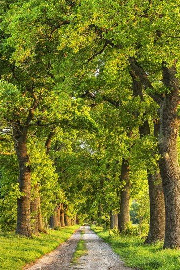 Oak avenue in the evening light