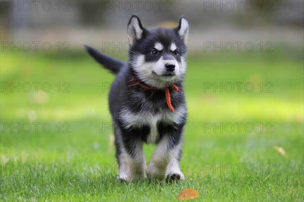 Alaskan Malamute puppy running across the meadow