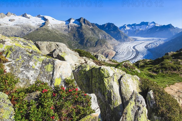 Wannenhoerner and Aletsch glacier with alpine roses