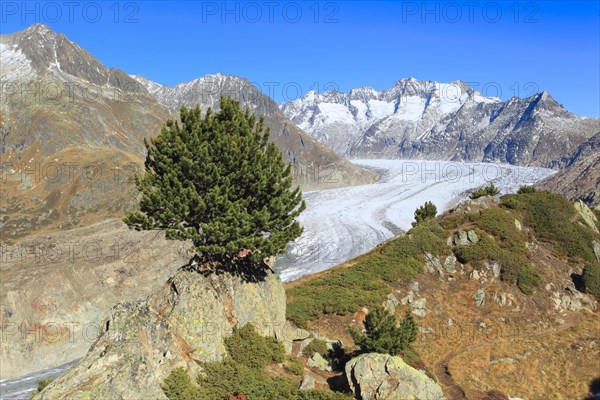 Great Aletsch Glacier and Wannenhorns