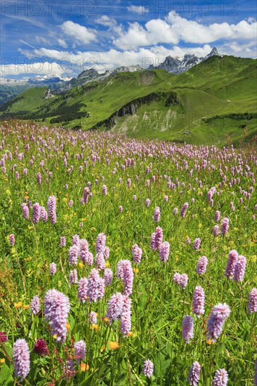 Swiss Alps with blooming snake's knotweed