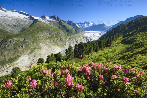 Wannenhoerner and Aletsch glacier with alpine roses