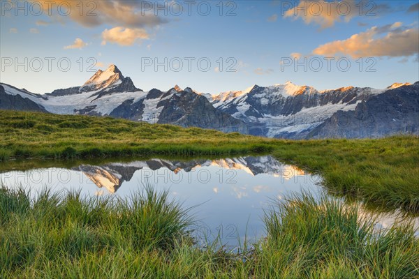 Schreckhorn