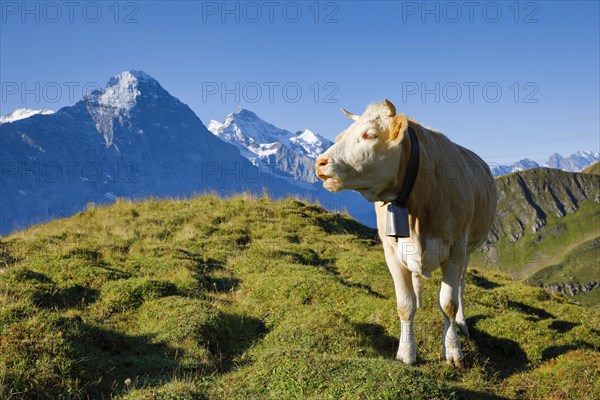 Cow in front of Eiger and Jungfrau