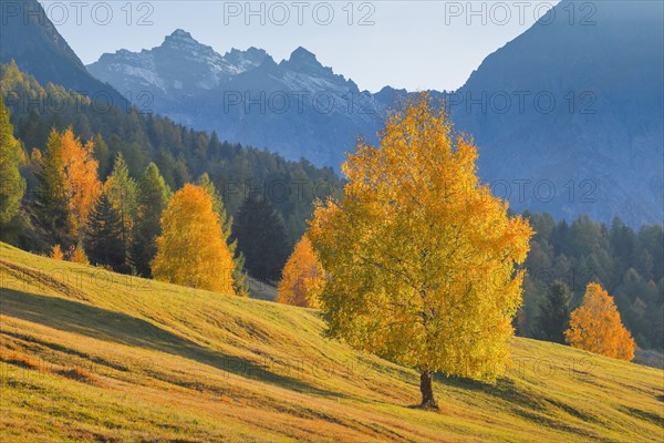 Birch in front of Piz Nair