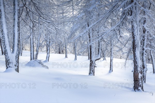 Winter landscape