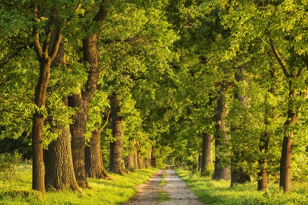 Oak avenue in the evening light