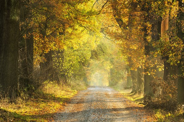 Oak avenue in autumn