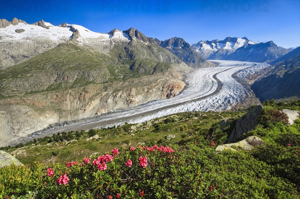 Wannenhoerner and Aletsch glacier with alpine roses