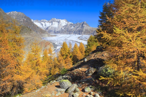 Great Aletsch Glacier and Wannenhorns