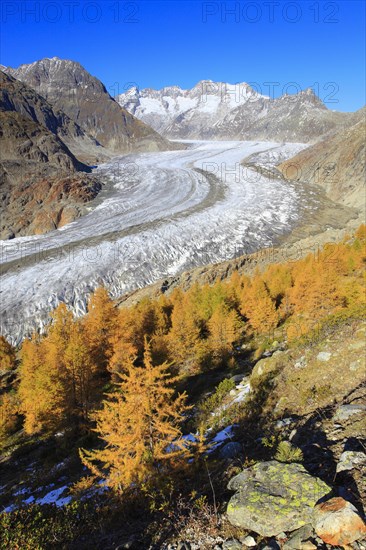 Great Aletsch Glacier and Wannenhorns