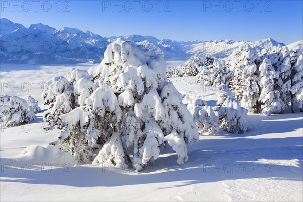 Bernese Alps