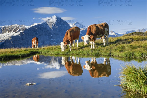 Cows in front of Eiger and Jungfrau