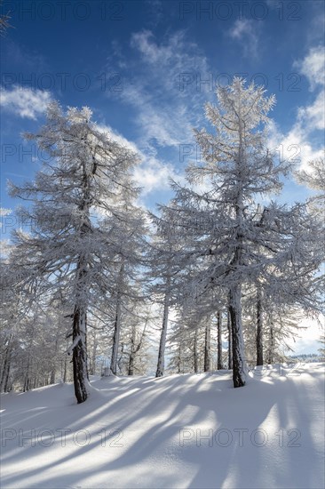 Winter landscape