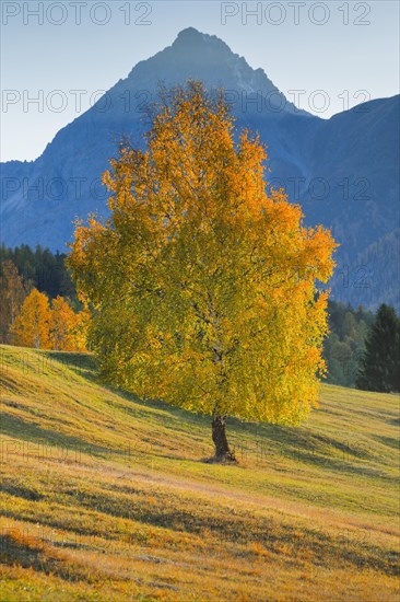 Birch in front of Piz Nair