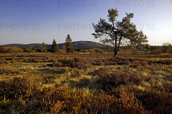 Pine tree in the Niedersfelder Hochheide