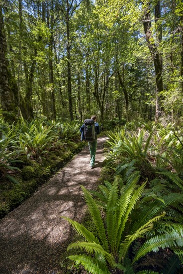 Hiker on trail through forest with ferns