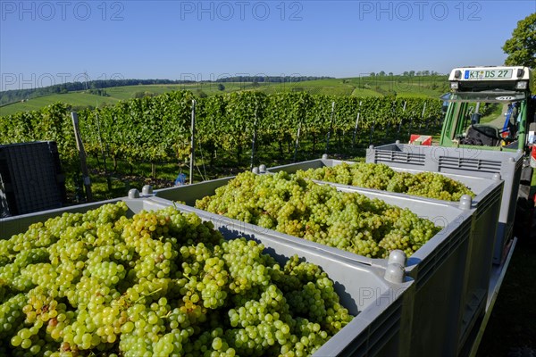 Grape grape grape grape grape grape grape grape grape grape harvest at the Vogelsburg near Escherndorf