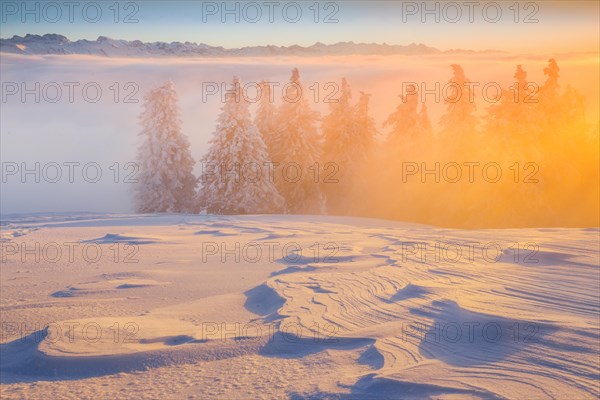 Winter forest in fog