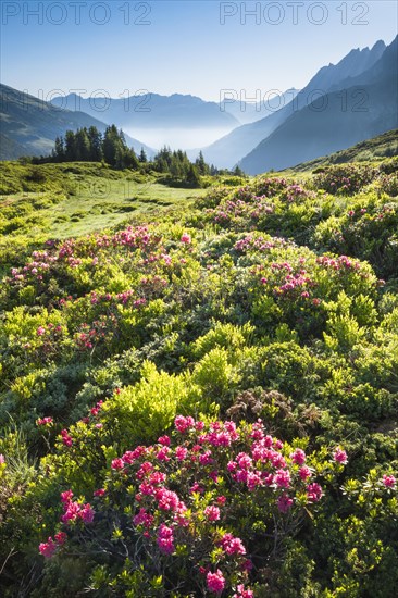 Chalberboden near Grosse Scheidegg