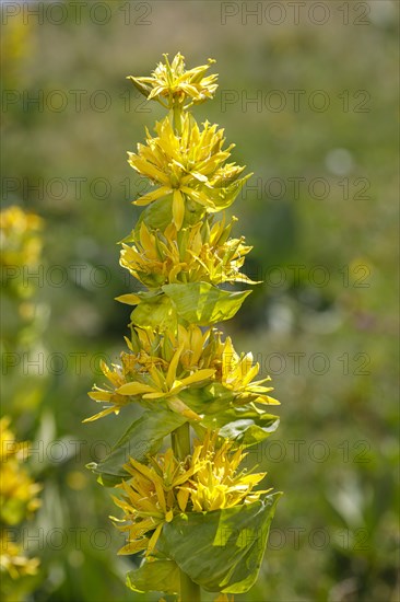 Great yellow gentian