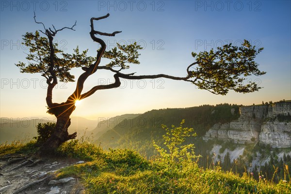 Beech tree at sunrise