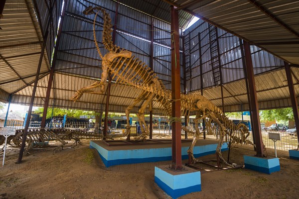 Dinosaur Skeleton in covered hall