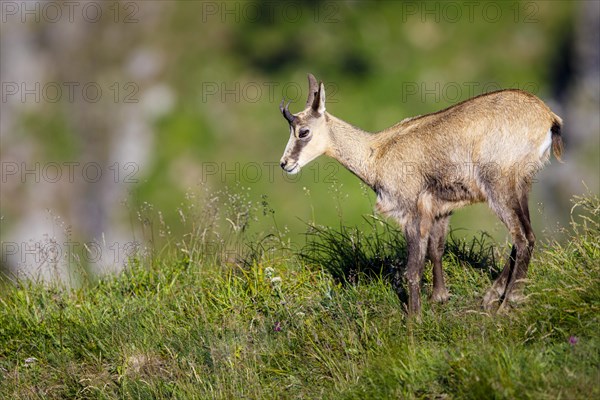 Juvenile chamois