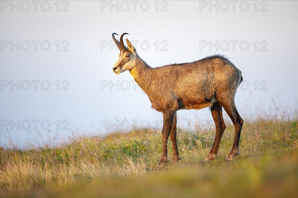 Juvenile chamois