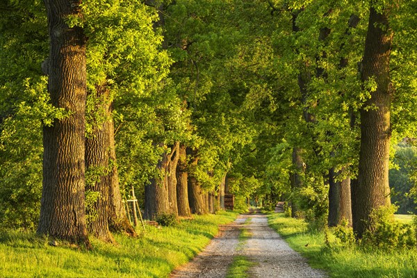 Oak avenue in the evening light