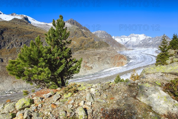 Great Aletsch Glacier and Wannenhorns