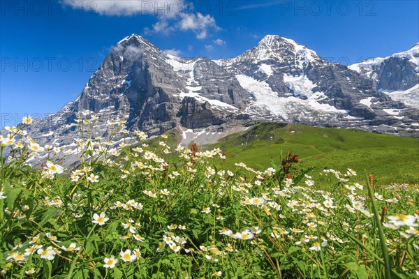 Eiger and Moench with wolfsbane