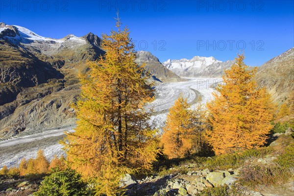 Great Aletsch Glacier and Wannenhorns