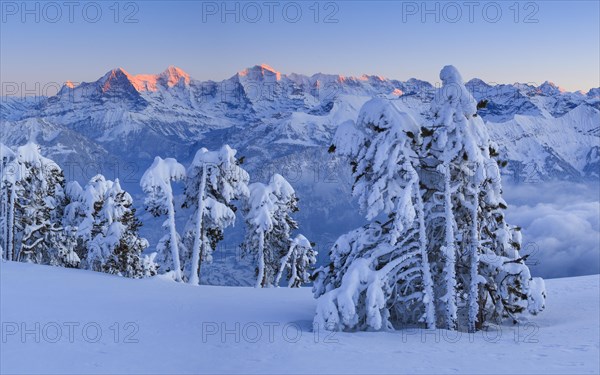 Bernese Alps