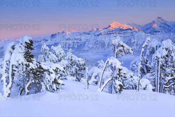 Bernese Alps