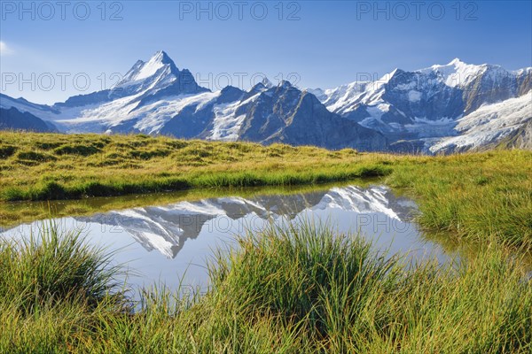 Schreckhorn