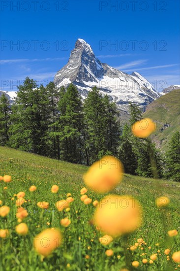 Matterhorn with troll flowers