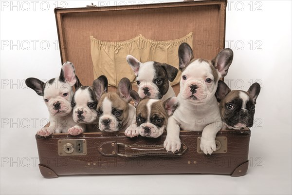 French bulldogs