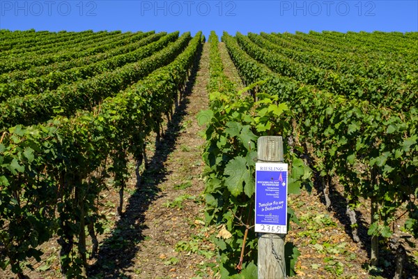 Vineyards Escherndorfer Lump