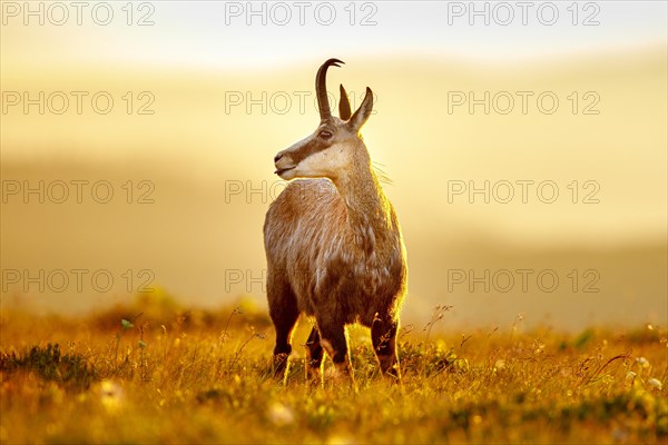 Chamois