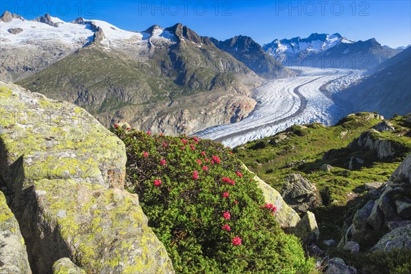 Wannenhoerner and Aletsch glacier with alpine roses