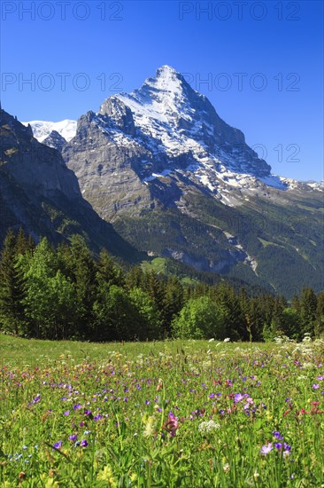 Eiger