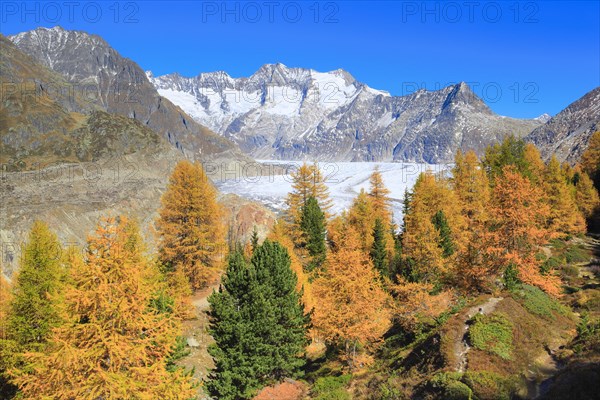 Great Aletsch Glacier and Wannenhorns